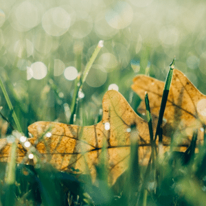 A leaf, lying on the grass